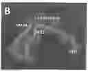 Fig. 01 - HIV CD4 BINDING SITE BASED COVALENT IMMUNOGEN COMPOSITIONS