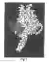Fig. 02 - HIV CD4 BINDING SITE BASED COVALENT IMMUNOGEN COMPOSITIONS