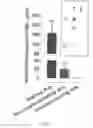 Fig. 09 - HIV CD4 BINDING SITE BASED COVALENT IMMUNOGEN COMPOSITIONS