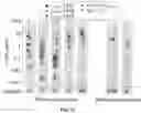 Fig. 15 - HIV CD4 BINDING SITE BASED COVALENT IMMUNOGEN COMPOSITIONS