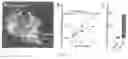 Fig. 17 - HIV CD4 BINDING SITE BASED COVALENT IMMUNOGEN COMPOSITIONS