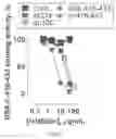 Fig. 25 - HIV CD4 BINDING SITE BASED COVALENT IMMUNOGEN COMPOSITIONS