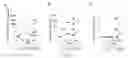 Fig. 27 - HIV CD4 BINDING SITE BASED COVALENT IMMUNOGEN COMPOSITIONS