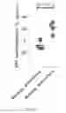 Fig. 28 - HIV CD4 BINDING SITE BASED COVALENT IMMUNOGEN COMPOSITIONS
