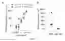 Fig. 31 - HIV CD4 BINDING SITE BASED COVALENT IMMUNOGEN COMPOSITIONS