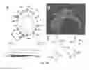 Fig. 34 - HIV CD4 BINDING SITE BASED COVALENT IMMUNOGEN COMPOSITIONS