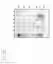 Fig. 51 - Engineered listeria and methods of use thereof