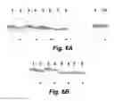 Fig. 07 - Vaccine