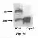 Fig. 15 - Vaccine