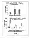 Fig. 04 - Compositions and methods for the prevention and treatment of cancer