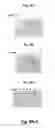 Fig. 08 - Compositions and methods for the prevention and treatment of cancer