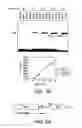 Fig. 08 - Chimeric Virus Vaccines