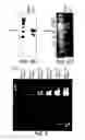Fig. 09 - Chimeric Virus Vaccines