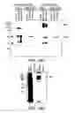 Fig. 12 - Chimeric Virus Vaccines