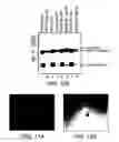 Fig. 13 - Chimeric Virus Vaccines