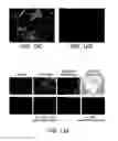 Fig. 15 - Chimeric Virus Vaccines