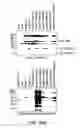 Fig. 23 - Chimeric Virus Vaccines