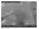 Fig. 01 -  Coating Comprising A Poly(Ethylene Glycol)-Poly(Lactide-Glycolide-Caprolactone) Interpenetrating Network