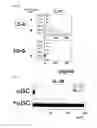 Fig. 03 - PREVENTATIVE OR THERAPEUTIC AGENT AND METHOD FOR IMMUNE DISEASE
