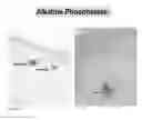 Fig. 04 - Methods for generating new hair follicles, treating baldness, and hair removal