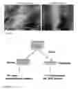 Fig. 07 - Methods for generating new hair follicles, treating baldness, and hair removal