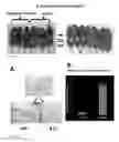 Fig. 13 - Methods for generating new hair follicles, treating baldness, and hair removal