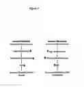 Fig. 26 - Compositions and methods for the diagnosis and treatment of inflammatory disorders and fibrotic disease