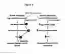 Fig. 28 - Compositions and methods for the diagnosis and treatment of inflammatory disorders and fibrotic disease