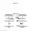 Fig. 29 - Compositions and methods for the diagnosis and treatment of inflammatory disorders and fibrotic disease