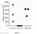 Fig. 29 - Phase transition biopolymers and methods of use