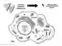 Fig. 01 - CELLULAR ELECTRIC STIMULATION MEDIATED BY PIEZOELECTRIC NANOTUBES