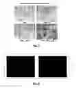 Fig. 05 - CELLULAR ELECTRIC STIMULATION MEDIATED BY PIEZOELECTRIC NANOTUBES