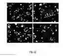 Fig. 07 - CELLULAR ELECTRIC STIMULATION MEDIATED BY PIEZOELECTRIC NANOTUBES