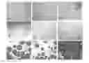 Fig. 01 - Pharmaceutical composition of an anthracycline