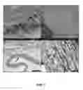 Fig. 08 - METHODS OF MAKING AND USING THREE-DIMENSIONAL EXTRACELLULAR MATRICES