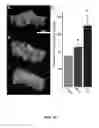 Fig. 20 - METHODS OF MAKING AND USING THREE-DIMENSIONAL EXTRACELLULAR MATRICES