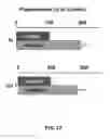 Fig. 28 - METHODS OF MAKING AND USING THREE-DIMENSIONAL EXTRACELLULAR MATRICES
