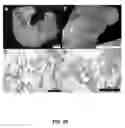 Fig. 30 - METHODS OF MAKING AND USING THREE-DIMENSIONAL EXTRACELLULAR MATRICES
