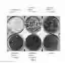 Fig. 07 - Pharmaceutical composition for inhibiting infection and replication of influenza A and B virus, and the manufacture thereof