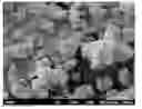Fig. 01 - Nanoscale collagen particles and membranes