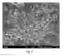 Fig. 03 - Nanoscale collagen particles and membranes