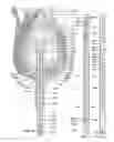 Fig. 16 - ANIMATED ARTIFICIAL FLOWER