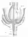 Fig. 17 - ANIMATED ARTIFICIAL FLOWER