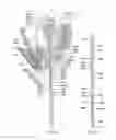 Fig. 20 - ANIMATED ARTIFICIAL FLOWER