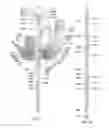 Fig. 21 - ANIMATED ARTIFICIAL FLOWER