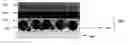 Fig. 01 - COMPOSITE FILM AND MANUFACTURING METHOD THEREOF