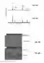 Fig. 04 - Nanocrystalline cerium oxide materials for solid fuel cell systems
