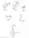 Fig. 04 - Dental system for trans-illumination of teeth