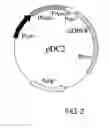 Fig. 03 - Expression vector for producing protein derived from foreign gene in large quantity using animal cells, and use thereof