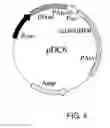 Fig. 05 - Expression vector for producing protein derived from foreign gene in large quantity using animal cells, and use thereof